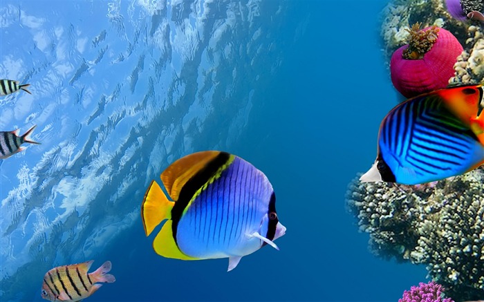 Peces de coral submarino océano-Animal fondo de pantalla HD Vistas:14764