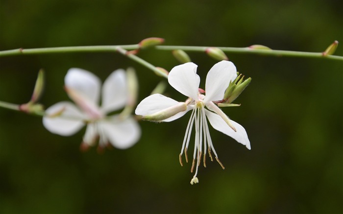 白色的野花-照片高清壁纸 浏览:7891