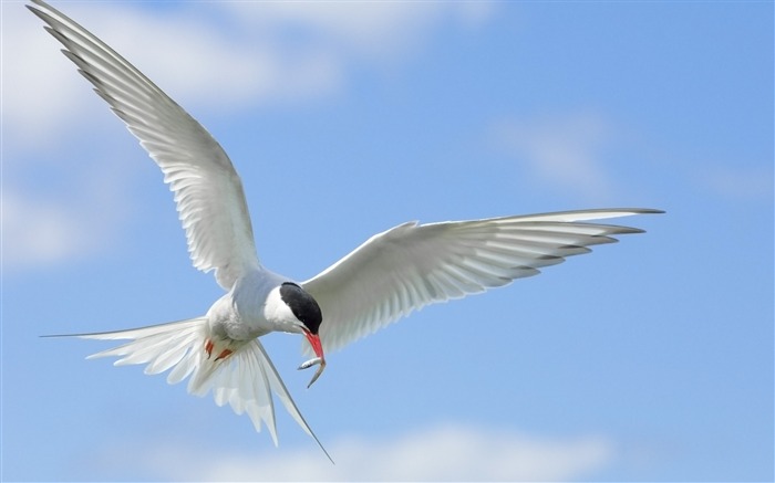 鳥飛天空的翅膀瓣 - 動物高清壁紙 查看次數:14431