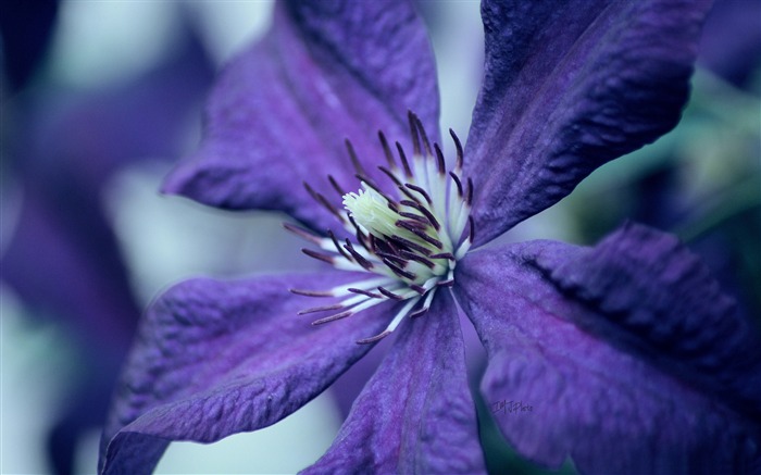 Papel de parede de flor azul macro-Fotografia Visualizações:7345