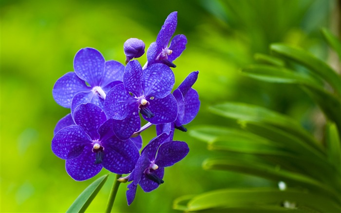 florida das orquídeas azuis - papel de parede da fotografia Visualizações:9722