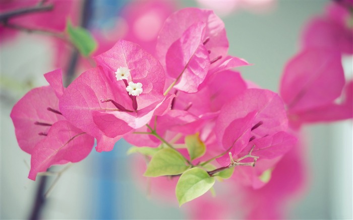 Papéis de Parede de Macro-Fotografia de Bougainvillea Visualizações:7050