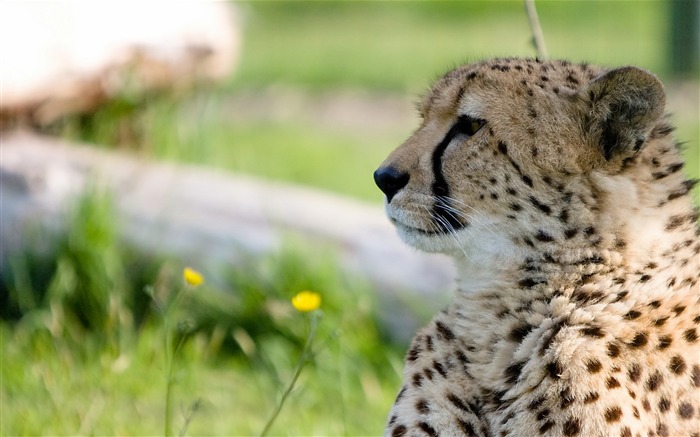 cheetah predator big cat-Photography HD wallpaper Views:7966 Date:2015/9/26 0:36:43