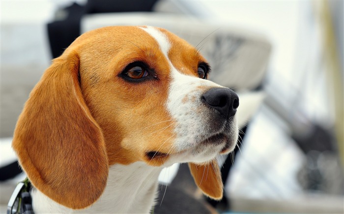 perro beagle hocico orejas-Animal fondo de pantalla HD Vistas:9064