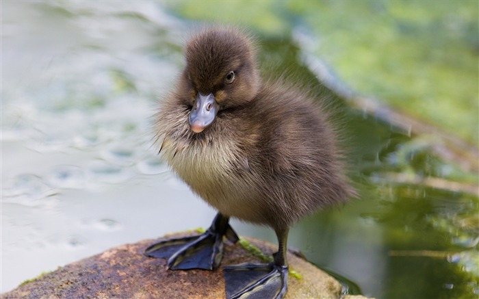 duckling paws toddler-Photography HD wallpaper Views:7385 Date:2015/9/26 0:37:39