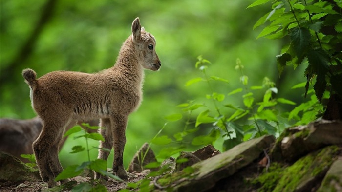 goat cub grass-Photography HD wallpaper Views:8823 Date:2015/9/26 0:38:16