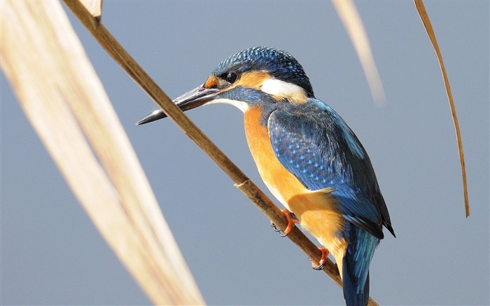 kingfisher bird branch-Photography HD wallpaper Views:7306 Date:2015/9/26 0:33:18