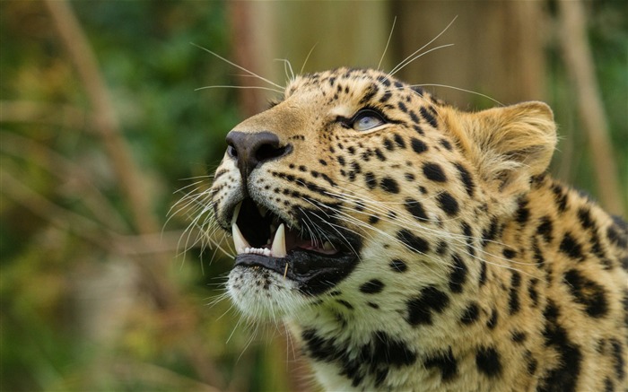 leopard predator snout teeth-Photography HD wallpaper Views:9336 Date:2015/9/26 0:35:23