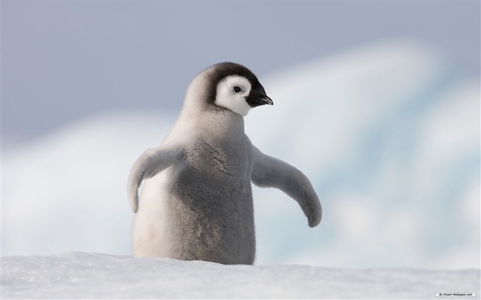 pingouin de bébé ourson neige antarctique-Animaux Fonds d'écran Vues:18305