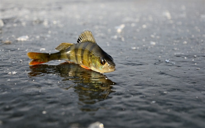 hiver de la pêche sur glace perche-Animaux Fonds d'écran Vues:8643