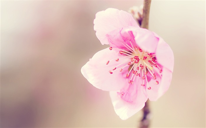 flor de rosa bonita - papel de parede da fotografia Visualizações:7416