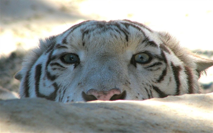 tigre visage yeux de pierre-Animaux Fonds d'écran Vues:9081