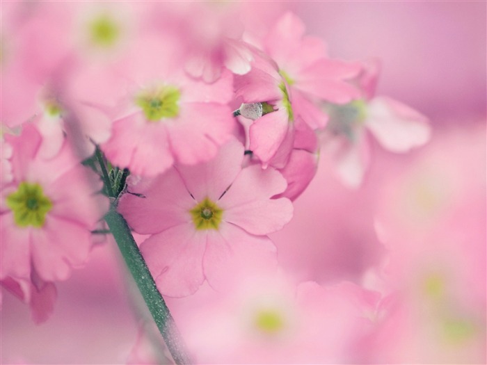 pequenas flores rosa - papel de parede da fotografia Visualizações:8478