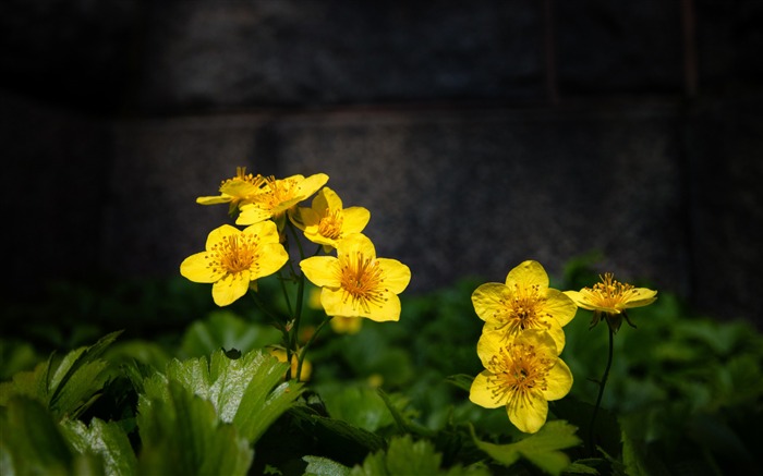 黄花微距-照片高清壁纸 浏览:6564