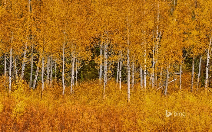 Trembles d'automne-Octobre 2015 Bing Fond d'écran Vues:9542