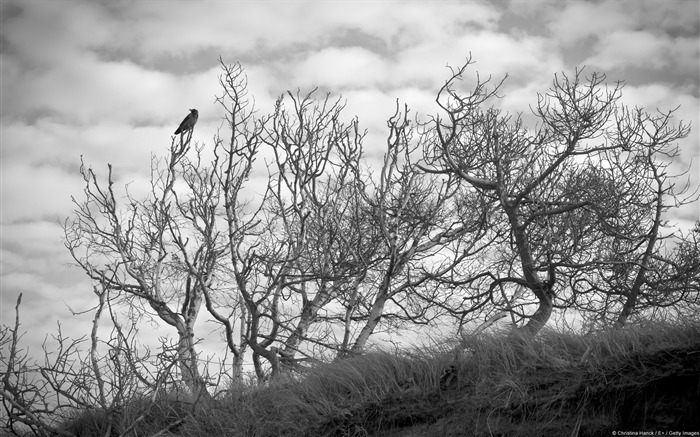 Cuervos en árbol sin hojas-Windows 10 fondo de pantalla Vistas:11372