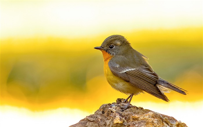 かわいい鳥の動物のHDの壁紙 ブラウズ:8688