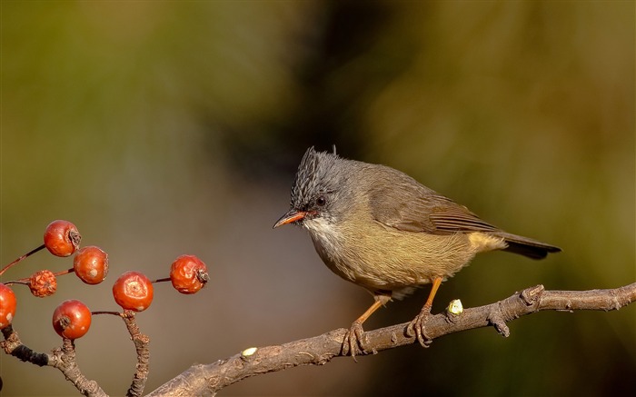 かわいい鳥の動物のHDの壁紙 ブラウズ:6106