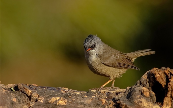 かわいい鳥の動物のHDの壁紙 ブラウズ:5975