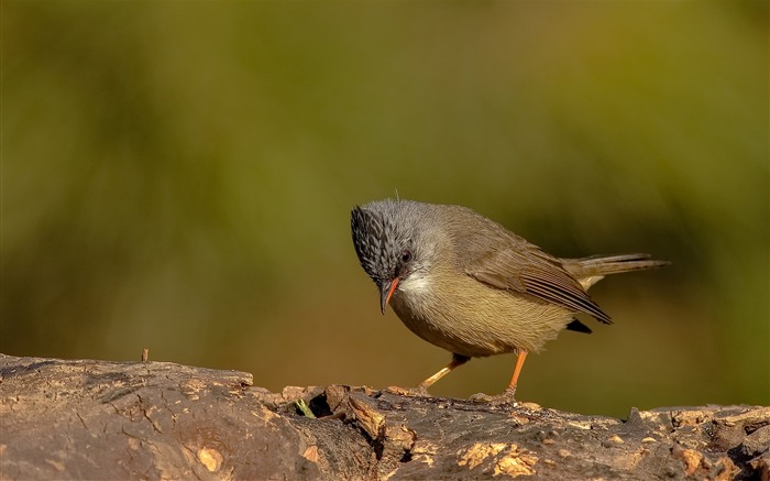 かわいい鳥の動物のHDの壁紙 ブラウズ:6524