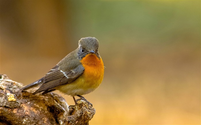 かわいい鳥の動物のHDの壁紙 ブラウズ:7039