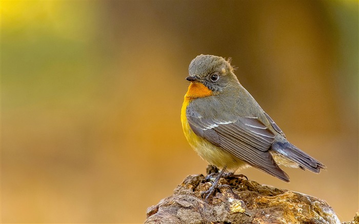 かわいい鳥の動物のHDの壁紙 ブラウズ:5836