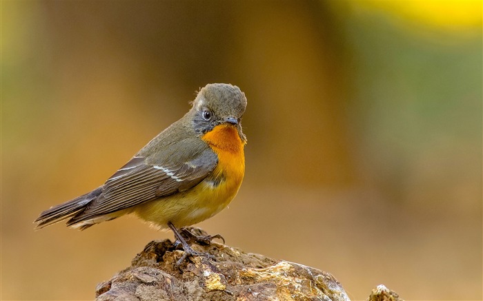 かわいい鳥の動物のHDの壁紙 ブラウズ:5857