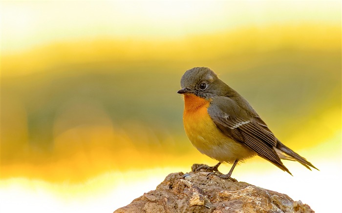 かわいい鳥の動物のHDの壁紙 ブラウズ:6321