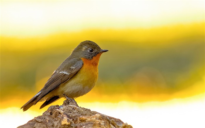 かわいい鳥の動物のHDの壁紙 ブラウズ:24756