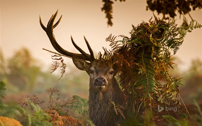 Cerfs Richmond Park Angleterre-Octobre 2015 Bing Fond d'écran Vues:8329