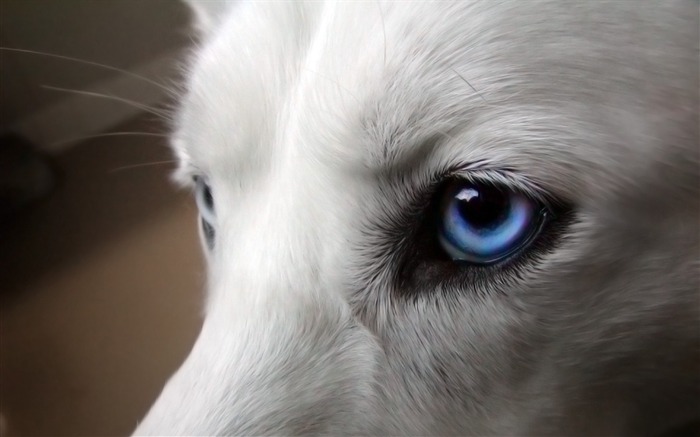 Dogs blue eyes-Photo HD Wallpaper Views:10574 Date:2015/10/29 6:59:48