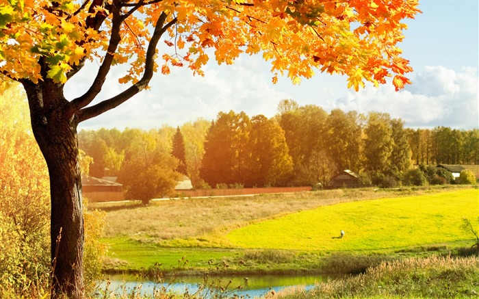 Golden Autumn Nature Scenery HD Wallpaper 04 Visualizações:9203