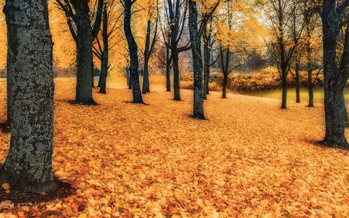 Golden Autumn Nature Scenery HD Wallpaper 09 Vistas:6666