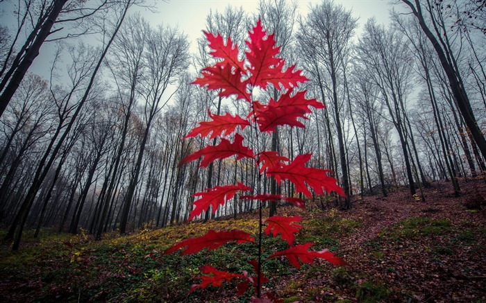 Golden Autumn Nature Scenery HD Wallpaper 12 Vistas:6791