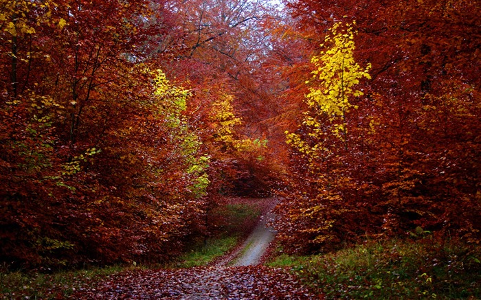 Paisaje de otoño de oro naturaleza Scenery HD 14 Vistas:7496