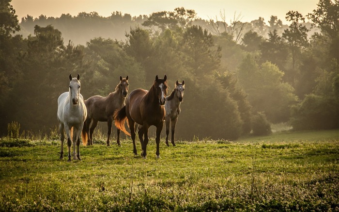 Horses grass walk-Photo HD Wallpaper Views:15672 Date:2015/10/29 7:01:49