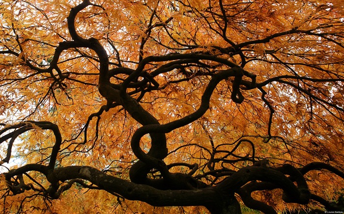 Hojas de arce japonés en otoño-Windows 10 fondo de pantalla Vistas:14175