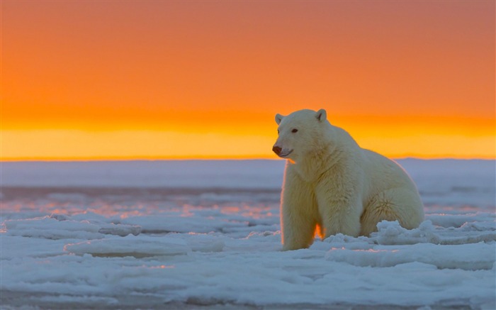 Polar bear alaska snow-Photo HD Wallpaper Views:11617 Date:2015/10/29 7:07:18