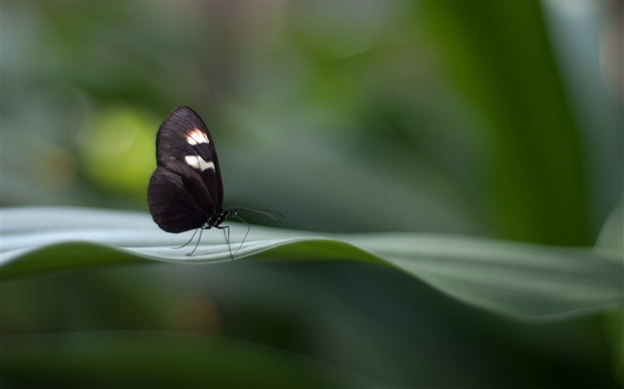 Postman butterfly-Photo HD Wallpaper Views:8416 Date:2015/10/29 7:08:16