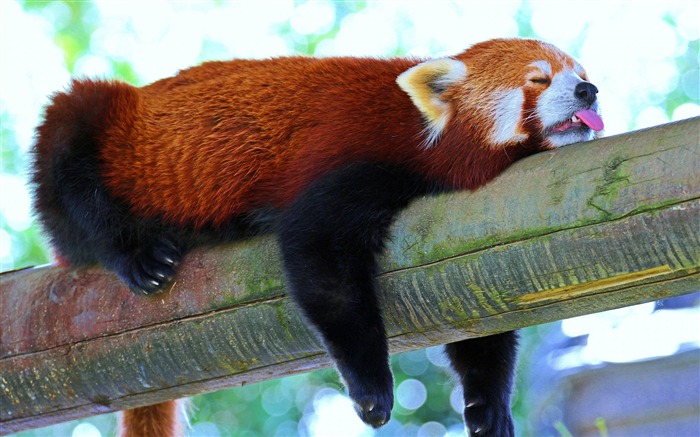 Red panda branch rest-Photo HD Wallpaper Views:8704 Date:2015/10/29 7:06:47