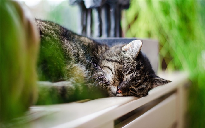 Sleeping cat-Photo HD Wallpaper Views:8404 Date:2015/10/29 7:10:42