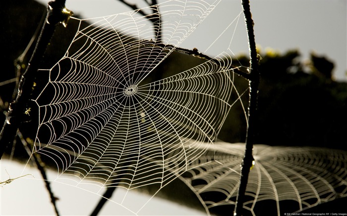 Spider web sur les branches-Fond d'écran de Windows 10 Vues:10025