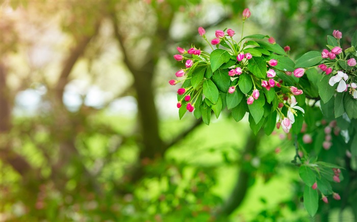 봄 꽃 사진 벽지 찾아보기 :8826