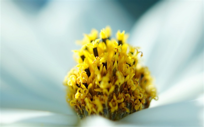 Macro Douceur Fleur-photo fond d'écran Vues:5922