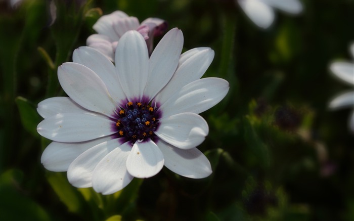 osteospermum Blanc-photo fond d'écran Vues:6705