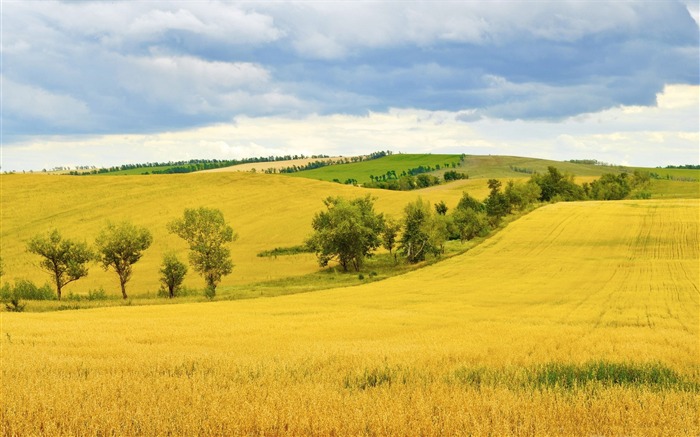 Yellow wheat field-HD Fondos de Escritorio Vistas:10258