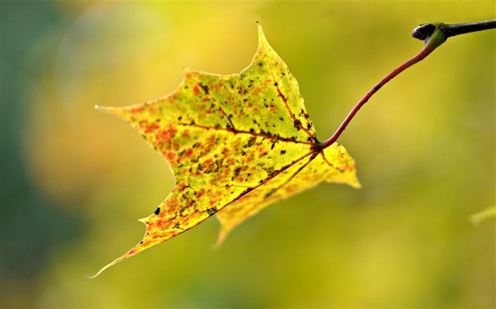 blur autumn leaf-High Quality Wallpaper Views:8337 Date:2015/10/30 9:12:32