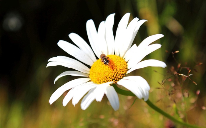 bug chrysanthème blanc-photo fond d'écran Vues:6761