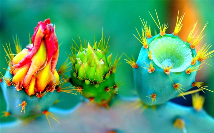 fleurs de cactus épines-photo fond d'écran Vues:11016