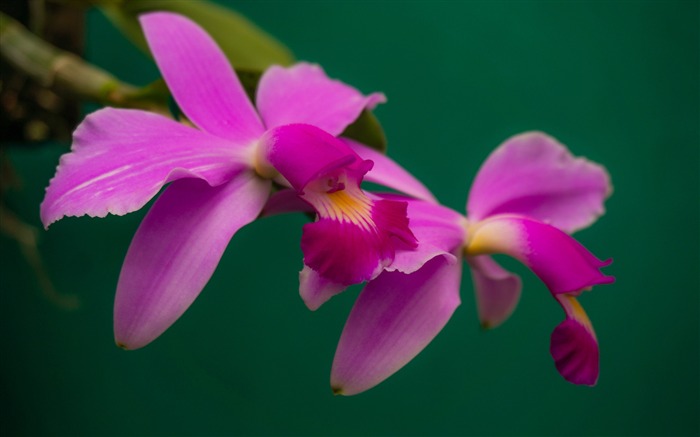 orchidées Cattleya violacea fleurs-photo fond d'écran Vues:9467